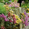 Lewisia Plants - Elise Mix