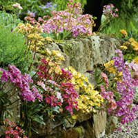 Lewisia Plants - Elise Mix