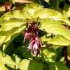 Leycesteria formosa GOLDEN LANTERNS®