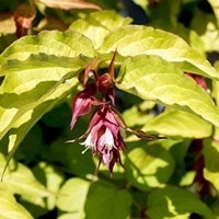 Leycesteria formosa Plant - Golden Lanterns