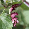 Leycesteria formosa Plant - Purple Rain