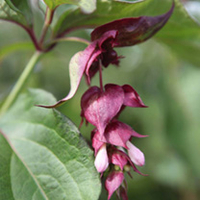Leycesteria formosa Plant - Purple Rain