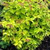 Leycesteria Little Lanterns