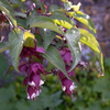 Leycesteria Plant - Formosa