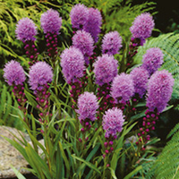 Liatris Plant - Kobold