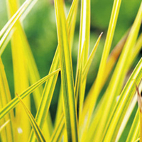Libertia Plant - Goldfinger