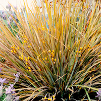 Libertia Plant - Taupo Blaze