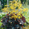 Ligularia Plant - Britt Marie Crawford