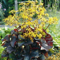 Ligularia Plant - Britt Marie Crawford