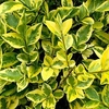 Ligustrum Aureum (Golden Privet) Plant - 2L Value Hedging Range