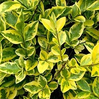 Ligustrum Aureum (Golden Privet) Plant - 2L Value Hedging Range