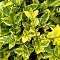 Ligustrum Aureum (Golden Privet) Plants - 2L Value Hedging Range