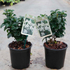 Ligustrum j. Plant - Rotundifolium