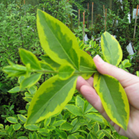 Ligustrum ovalifolium Aureum Bare Roots - 60cm+ x 25