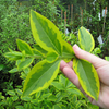 Ligustrum ovalifolium Aureum Bare Roots - 60cm+ x 50