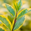Ligustrum ovalifolium Plant - Aureum
