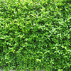 Ligustrum Ovalifolium Potted Plants - 40cm+ x 10