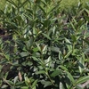 Ligustrum vulgare Plant - Atrovirens