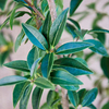 Ligustrum vulgare Plants - 20 x 2 Litre Pots