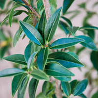 Ligustrum vulgare Plants - 20 x 2 Litre Pots