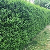 Ligustrum Vulgare (Privet) Plant - 2L Value Hedging Range