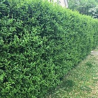 Ligustrum Vulgare (Privet) Plant - 2L Value Hedging Range