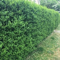 Ligustrum Vulgare (Privet) Plants - 2L Value Hedging Range