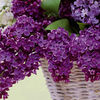 Lilac Charles Joly Plant