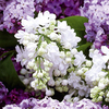 LIlac (<i>Syringa vulgaris</i>) Madame Lemoine Tree