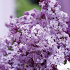 Lilac Katherine Havemeyer Plant