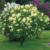 Lilac Primrose Plant