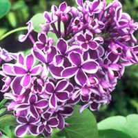 Lilac Sensation Plant