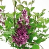 Lilac (Syringa) - Bloomerang Duo