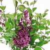 Lilac (Syringa) - Bloomerang Duo