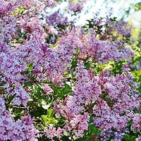 Lilac (Syringa) Bloomerang Pink Perfume
