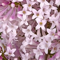 Lilac (Syringa) Miss Kim