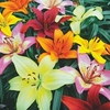 Lilly Joy Mixed