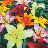Lilly Joy Mixed