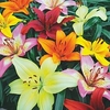 Lilly Joy Mixed