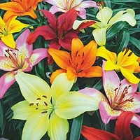 Lilly Joy Mixed