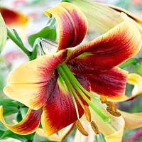 Lily - Tree Cezanne