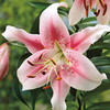 Lily Bulbs - Anastasia