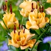 Lily Bulbs - Apricot Fudge