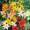 Lily Bulbs - Asiatic Mixed