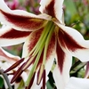 Lily Bulbs - Beverly