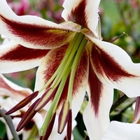 Lily Bulbs - Beverly