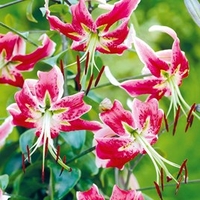 Lily Bulbs - Black Beauty