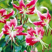 Lily Bulbs - Black Beauty