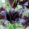 Lily Bulbs - Black Jewel