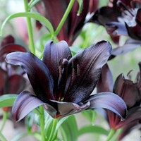 Lily Bulbs - Black Jewel